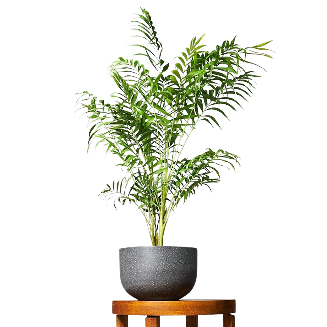 Parlor Palm Bamboo Stylish & Low Maintenance