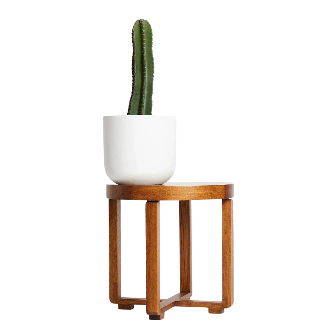 San Pedro Cactus  Iconic Andean Cactus